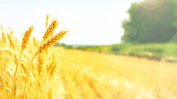 Textual description of firstImageUrl